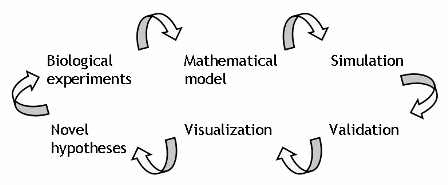 Fig. 1. Image of model-driven biological study. Mathematical modeling is common in the engineering field, and is also a great accelerator for medical and biological studies.